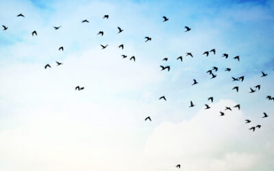 4 Tips to a Successful Contact Center Cloud Migration Plan